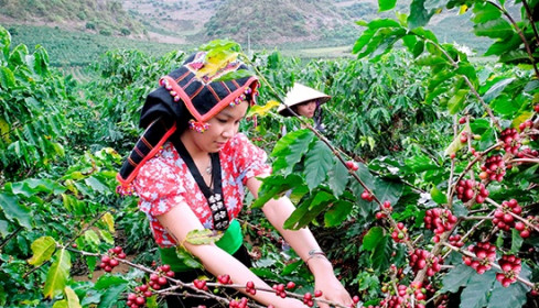 EU cấm nhập khẩu cà phê, cao su trồng tại vùng đất rừng suy thoái