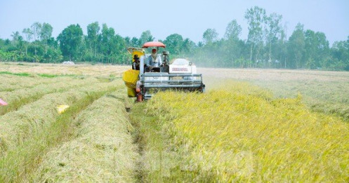 Chuyên gia WB nói về 'lời nguyền' lúa gạo Việt chưa thể vượt qua