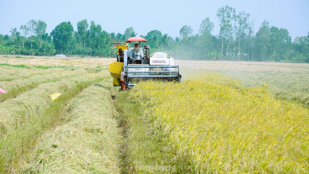 Chuyên gia WB nói về 'lời nguyền' lúa gạo Việt chưa thể vượt qua