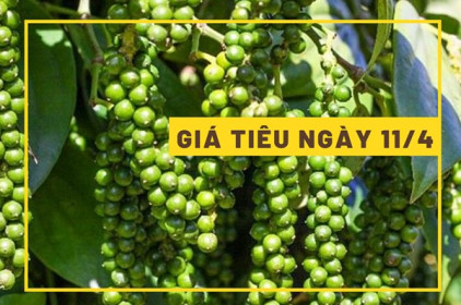 Giá tiêu ngày 11/4: Tiếp tục trầm lắng thêm phiên nữa?