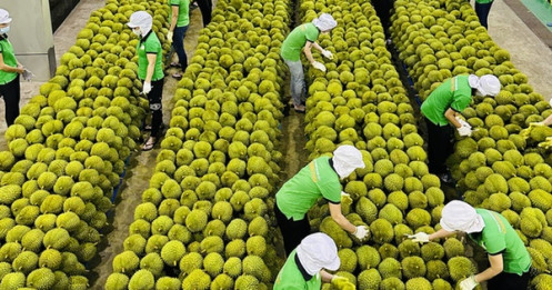 Trung Quốc ồ ạt thu mua rau quả, nhiều mặt hàng có cơ hội đạt tỷ USD