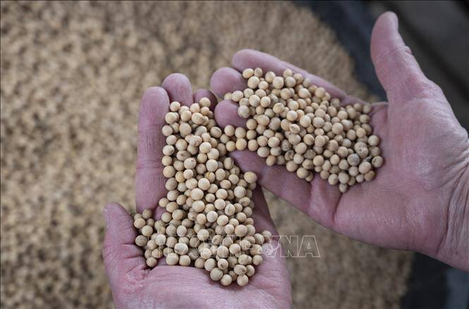 Thị trường nông sản: Giá lúa tiếp tục tăng nhẹ
