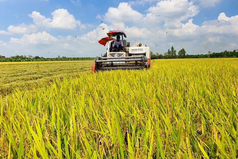 Xuất khẩu gạo sẽ 'nhộn nhịp' hơn trong tháng 5