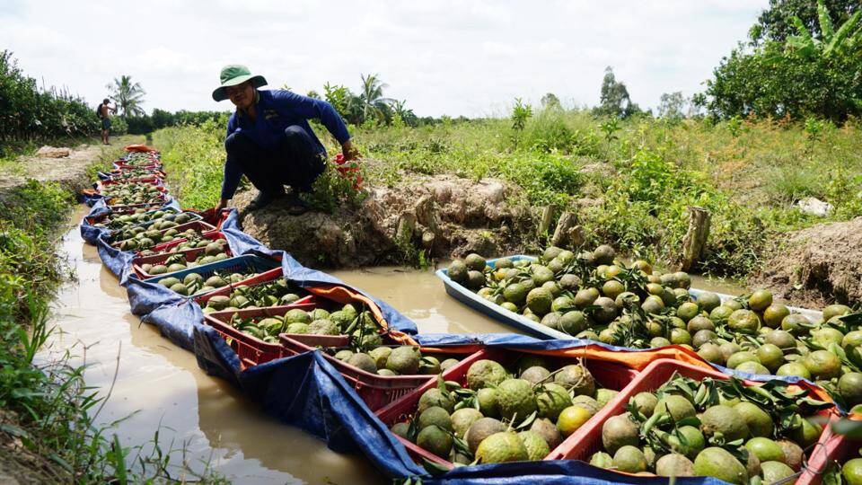 Nâng tầm nông - thủy sản Việt: Thoát khỏi tư duy thuận mua vừa bán