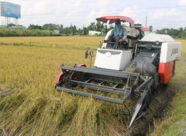 Giá lúa gạo hôm nay 30/4 và tổng kết tuần qua: Giá gạo tăng 100 đồng/kg