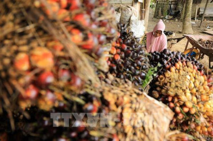 Indonesia nới lỏng quy định bán dầu cọ nội địa