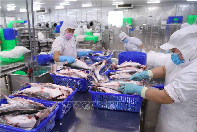 Xuất khẩu thủy sản khó khăn khiến giá nguyên liệu có xu hướng giảm