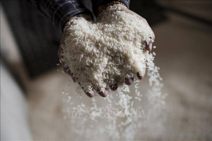 Giá gạo xuất khẩu của Ấn Độ giảm tuần thứ ba liên tiếp