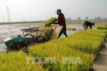 Thị trường nông sản: Giá lúa tăng, giảm trái chiều