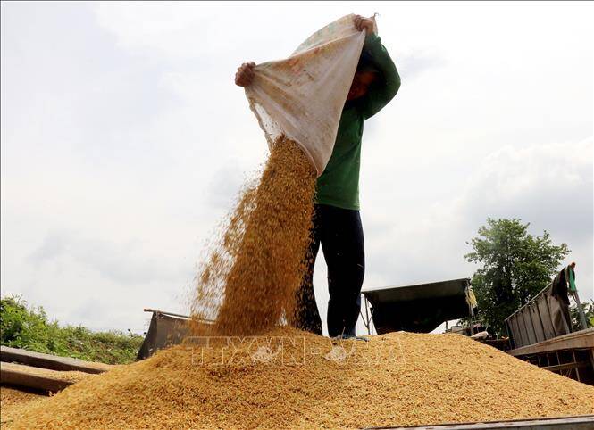 Thị trường nông sản: Giá lúa tăng/giảm trái chiều