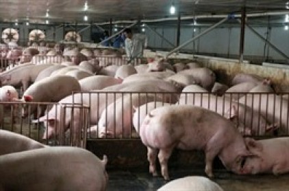 TGG bán tài sản thuộc dự án trại lợn cho công ty liên quan Trưởng BKS với giá thấp hơn 46%