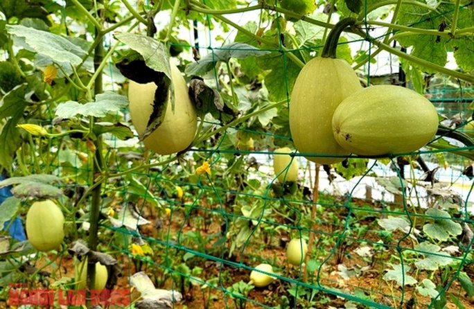Thưởng thức quả bí sợi mì độc lạ ở Đà Lạt, trồng không đủ bán