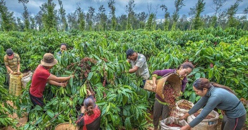 EU cấm nhập cà phê, ca cao trồng tại rừng suy thoái, nông sản Việt ảnh hưởng ra sao?