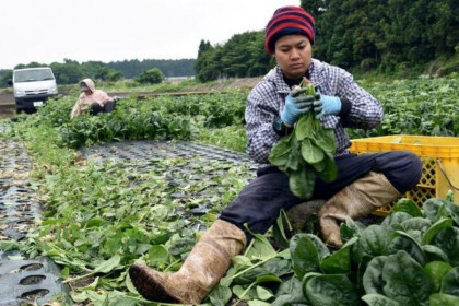 Nhật Bản mở cánh cửa cư trú vĩnh viễn cho lao động nước ngoài