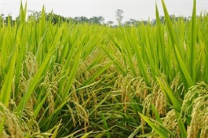 Tập đoàn Giống cây trồng Việt Nam sắp nhận hơn 19 tỷ đồng cổ tức từ SSC