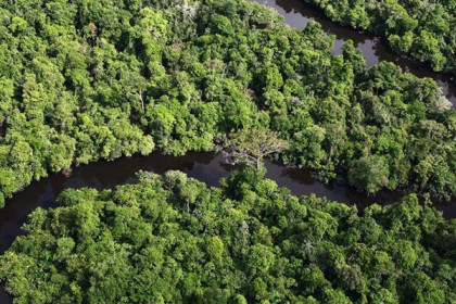 Lợi nhuận khi biến rừng Amazon thành nền kinh tế xanh