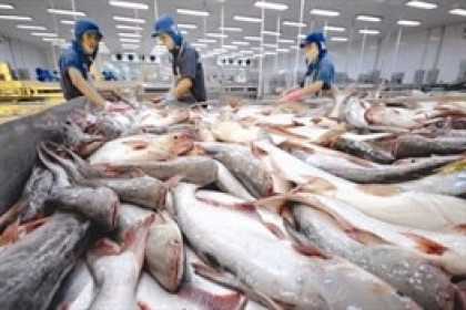Xuất khẩu cá tra giảm 35% trong tháng 5