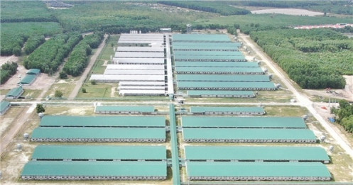 Công ty nông nghiệp gần 2 tỷ USD của Thaco