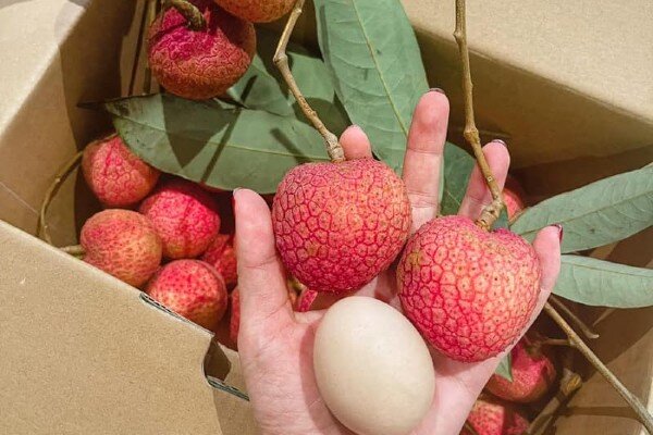 4 loại quả đặc sản của Việt Nam giá cao gấp chục lần quả thông thường vẫn được săn đón, còn được xuất khẩu ra nước ngoài