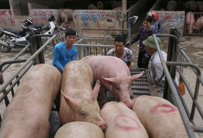 Giá lợn hơi tăng cao nhất trong vòng 1 năm