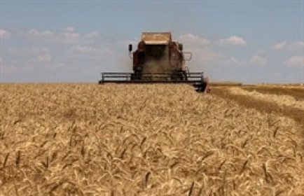 Giá lúa mì tăng vọt sau khi Nga rút khỏi thỏa thuận ngũ cốc Ukraine