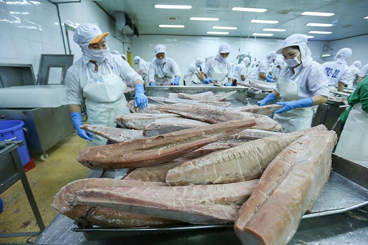 Xuất khẩu cá ngừ Việt Nam "trái dấu" tại thị trường Mỹ và EU
