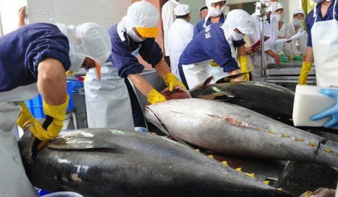 Xuất khẩu cá ngừ Việt Nam "trái dấu" tại thị trường Mỹ và EU
