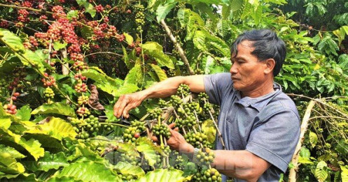 Việt Nam xuất khẩu cà phê đứng thứ 2 thế giới nhưng chưa làm chủ về giá
