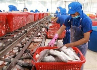 Xuất khẩu cá tra tháng 6/2023: Mức sụt giảm so với cùng kỳ đã thu hẹp dần