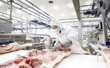 Vinam sắp góp thêm 20 tỷ cho công ty con từ nguồn tiền thoái vốn một công ty chế biến thịt?