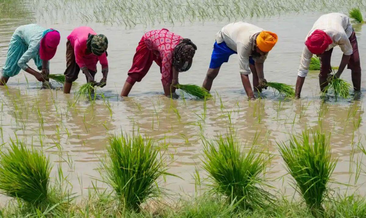 Quyết định cấm xuất khẩu gạo của Ấn Độ tạo nên cơn sốt ở Bắc Mỹ