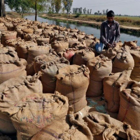 Quyết định cấm xuất khẩu gạo của Ấn Độ tạo nên cơn sốt ở Bắc Mỹ