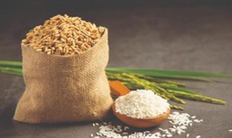 Nhóm cổ phiếu gạo bứt phá sau khi Ấn Độ cấm xuất khẩu gạo 