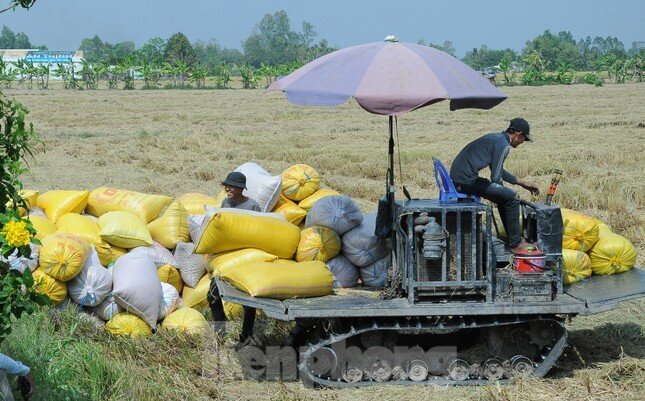 Ấn Độ cấm xuất khẩu gạo: Cơ hội thế nào, rủi ro ra sao với Việt Nam?