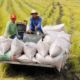 Xuất khẩu gạo tăng 28%,trở thành điểm sáng trong "bức tranh" xuất khẩu
