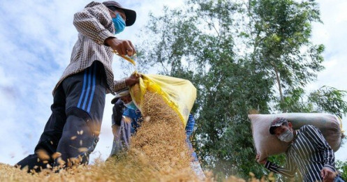 Thêm Nga và UAE cấm xuất khẩu gạo, 3 tỷ người trên thế giới lo lắng