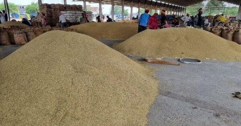 Ấn Độ lại cấm xuất khẩu cám gạo trích ly, doanh nghiệp Việt cần làm ngay điều này
