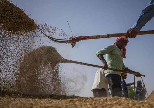 Thêm Nga và UAE cấm xuất khẩu gạo, 3 tỷ người trên thế giới lo lắng