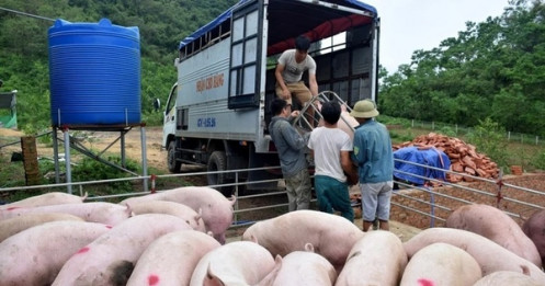 Thủ tướng: Ngăn chặn lợn nhập lậu qua biên giới