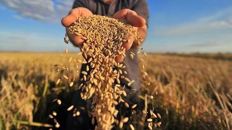 "Nóng" thị trường lương thực toàn cầu khi thêm 2 quốc gia cấm XK gạo