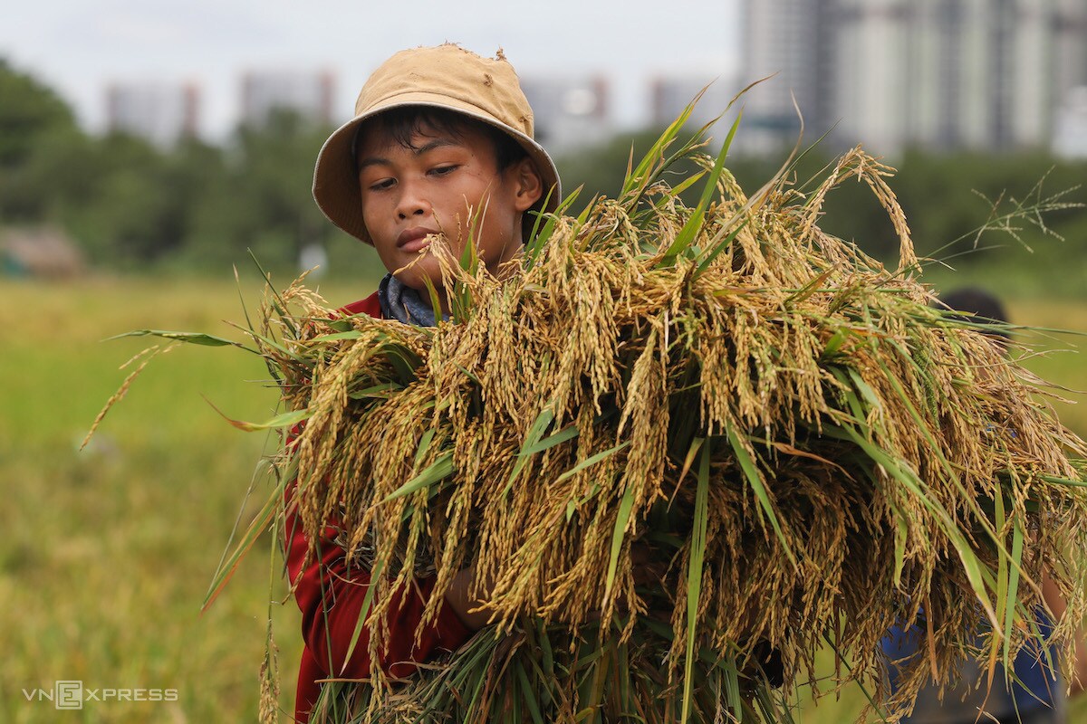 VCCI kiến nghị nới điều kiện kinh doanh, xuất khẩu gạo