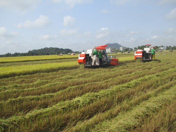 Vì sao nhiều doanh nghiệp không được trực tiếp xuất khẩu gạo?