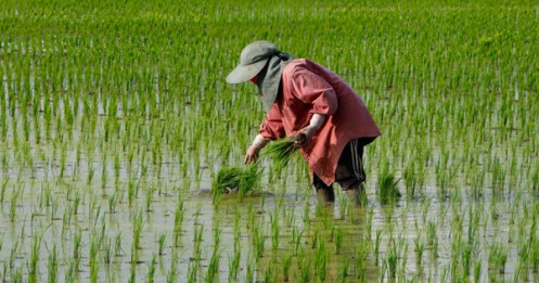 Sau lệnh cấm của Ấn Độ, Thái Lan khuyên nông dân giảm trồng lúa