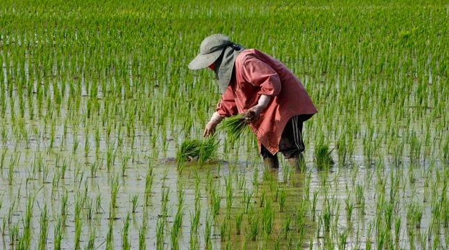 Sau lệnh cấm của Ấn Độ, Thái Lan khuyên nông dân giảm trồng lúa