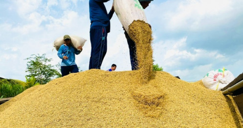 Gạo xuất khẩu vượt 610 USD/tấn, giá lúa "mở mắt ra là tăng"