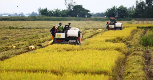 Giá lúa gạo cao nhất 12 năm và bản 'Nghị quyết đổi đời' nông dân