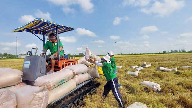 Giá gạo xuất khẩu tăng vọt đẩy giá lúa trong nước 'nóng sốt' từng ngày