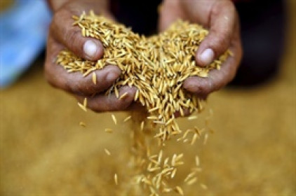Thái Lan không hạn chế xuất khẩu gạo để tận dụng cơ hội