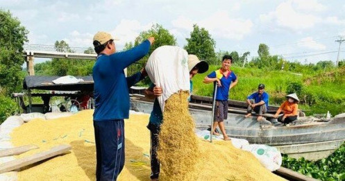 Giá gạo tăng từng ngày, Bộ Công Thương có động thái mới