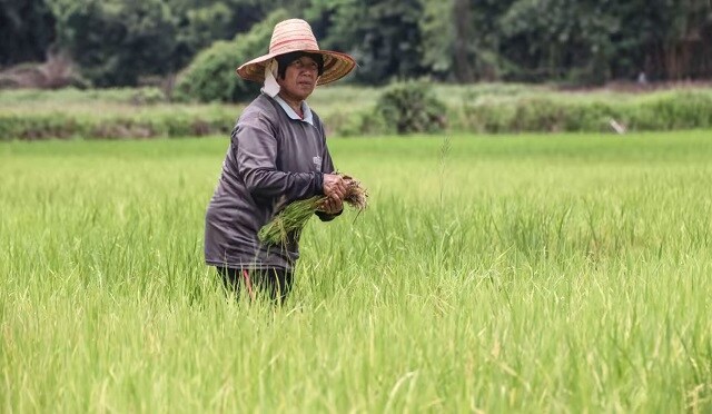 Lệnh cấm của Ấn Độ khiến thị trường gạo Thái Lan hỗn loạn